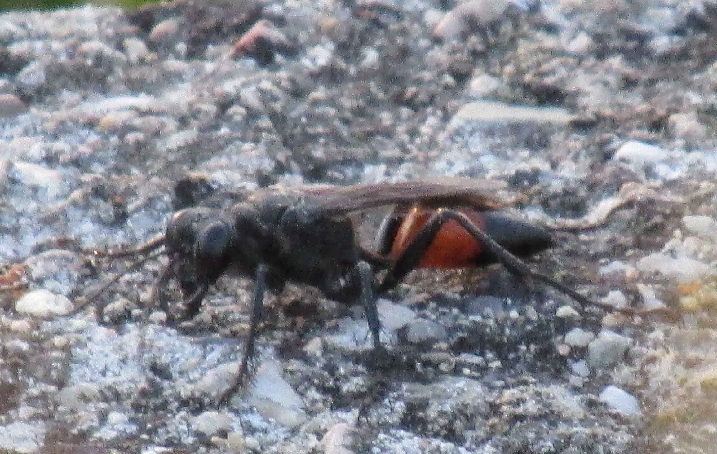 Vespa sarda a Tharros: Sphex sp., Sphecidae